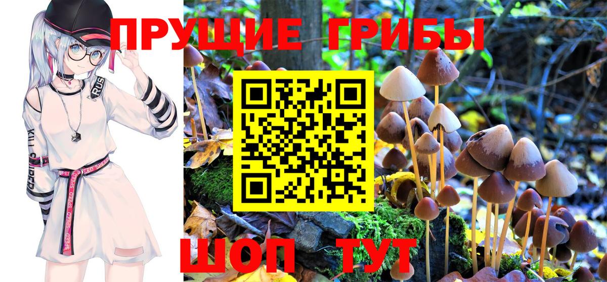 Казань  Псилоцибиновые грибы Cubensis  Вход с VPN 